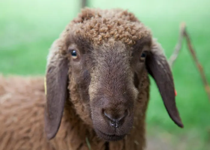 Han/Misafirhane Spinas